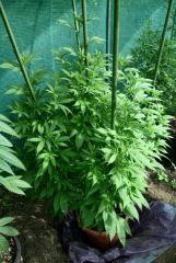 Blueberry 20 août
