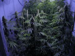 Arjan's Haze 3 d