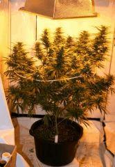Jasmin 50L 1200W