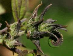 Blueberry D