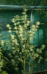 OG Kush 1 22 octobre récolte
