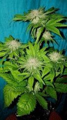 Blueberry Headband 2 Humboldt Seed Organization HSO