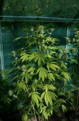 OG Kush 2 22 octobre 2