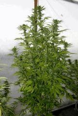 Kosher Kush