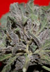 Real Lavender Dampkring Bagseed 10