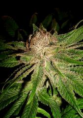 Blueberry Headband Humboldt Seed Organization HSO