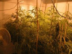 Arjan's Ultra Haze 2