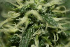 Cheese Exodus Flo 31 5