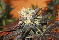 Blueberry Kera Seeds 5