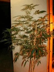 Cheese Haze Dark Flo  21 2