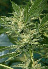 OG Kush 1 B 9 octobre