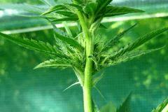 OG Kush 1 10 septembre 2