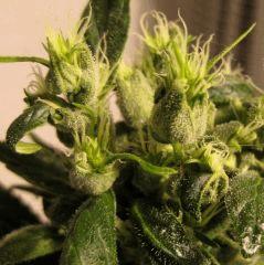 Sage Canna mineral