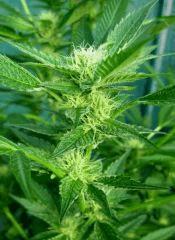 OG Kush 1 12 septembre 2