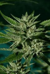 OG Kush 1 22 octobre récolte 2