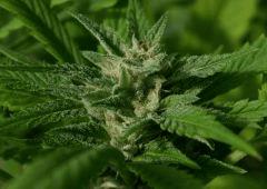 Headband 1 B (Sour Kush)  9 octobre