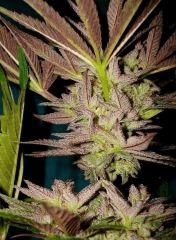 Grape Og 4 Cali Connection