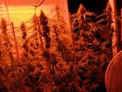 Arjan's Haze 3 g