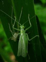 Insecte 2