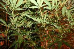 Cheese Exodus Pm 2 Flo  21 3