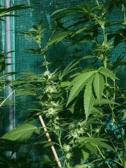 OG Kush 2 différence De maturité