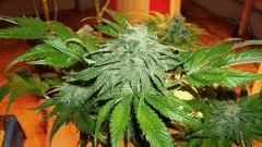 Grizzly Purple Kush Blimburn Seeds (Wild Cherry Stimorol Pheno)
