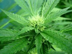OG Kush 1 12 septembre