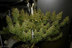 Jasmin Flo 57 Cut 10