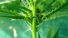 OG Kush 1 10 septembre