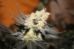 Blueberry Kera Seeds 3