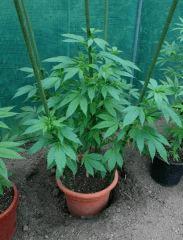 Blueberry 5