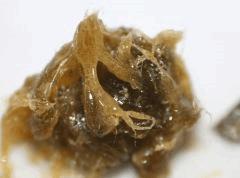 BHO QleanerTGA