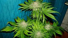 Blueberry Headband 6 Humboldt Seed Organization HSO