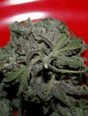 Real Lavender Dampkring Bagseed 7