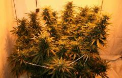 Jasmin 50L 1200W B