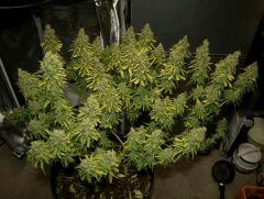 Jasmin Flo 57 Cut 12