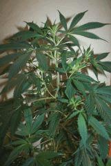 Cheese Haze Dark 2