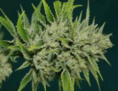 OG Kush 2 26 octobre récolte 3
