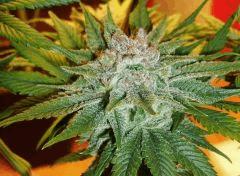 Blueberry Headband C Humboldt Seed Organization HSO