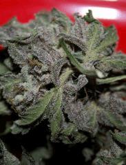 Real Lavender Dampkring Bagseed 6