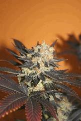 Blueberry Kera Seeds 2