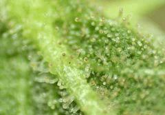 Trichomes purple sur Headband 2 (Sour Kush) RP 3