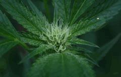 OG Kush 1 B 3 septembre