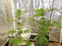 White Diesel 23