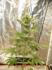 White Diesel1