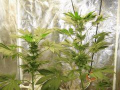 Afghan Kush2