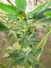 Afghan Kush1