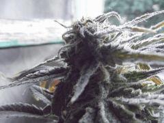 DSCF0709