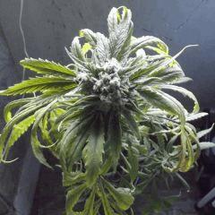 DSCF0700