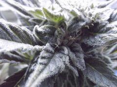 DSCF0716